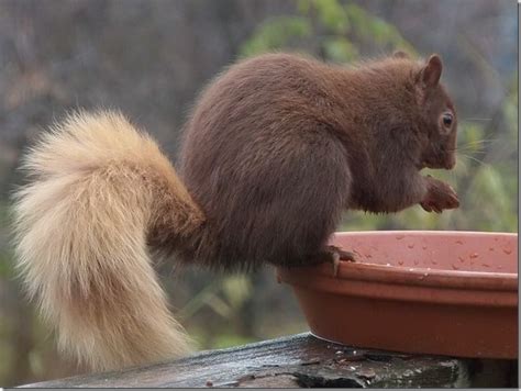 Beautiful Brown Phase Gray Squirrel Drew Monkman