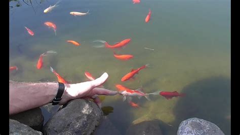 Goldfisch Z Hmen Und Streicheln Handzahme Goldfische Im Gartenteich