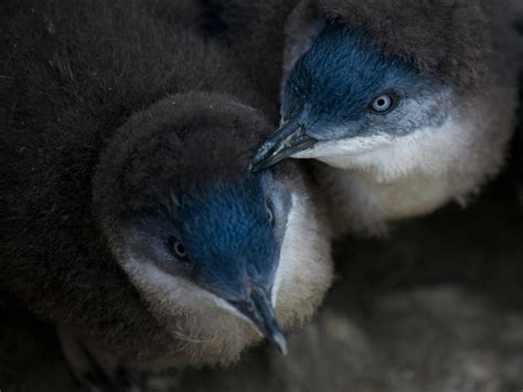 Bicheno Penguin Tours Tour Discover Tasmania