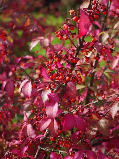 Euonymus Alatus Compactus Beth Chattos Plants And Gardens