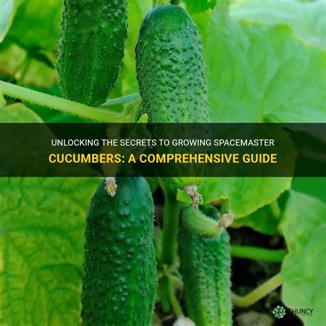 Unlocking The Secrets To Growing Spacemaster Cucumbers A Comprehensive