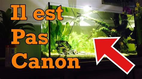 Nettoyer et entretenir un aquarium pour les débutants YouTube