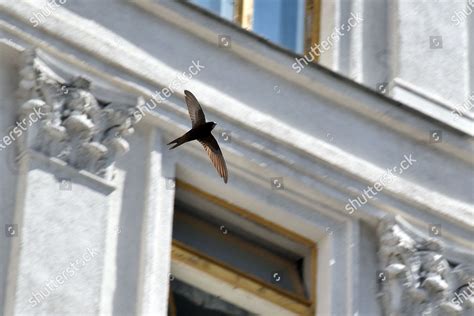 COMMON SWIFT PICTURED FLIGHT Editorial Stock Photo - Stock Image ...