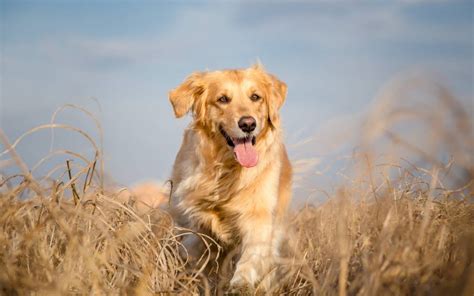 Golden Retriever Alles Over Hondenrassen En Pupp S De Nieuwe Hond