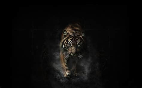 Dark Tiger Wallpapers - Top Free Dark Tiger Backgrounds - WallpaperAccess