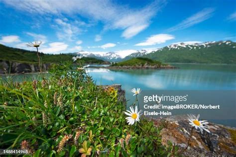 83 Katmai Volcano Stock Photos, High-Res Pictures, and Images - Getty ...