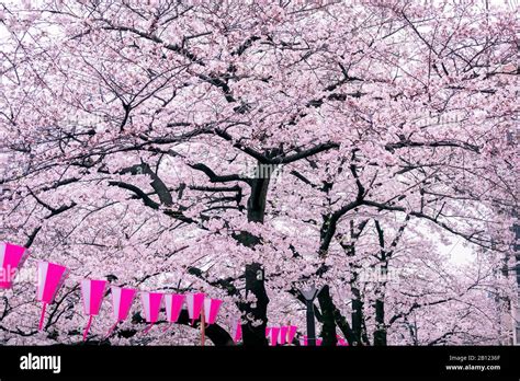 Cherry Blossom Rows Along The Meguro River In Tokyo Japan Stock Photo