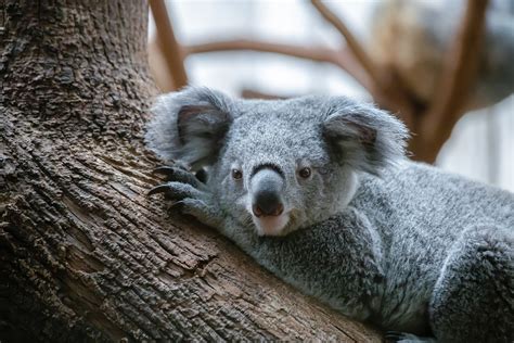 Koala Marsupial Wildlife Free Photo On Pixabay Pixabay