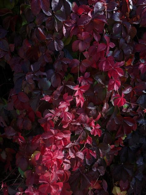 Close-up of Red Ivy in Autumn · Free Stock Photo