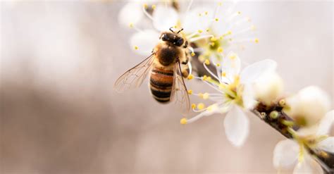 Tipps So K Nnen Sie Bienen Helfen Eat Smarter