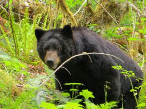 Wildlife and Nature | The Olympic Peninsula, WA