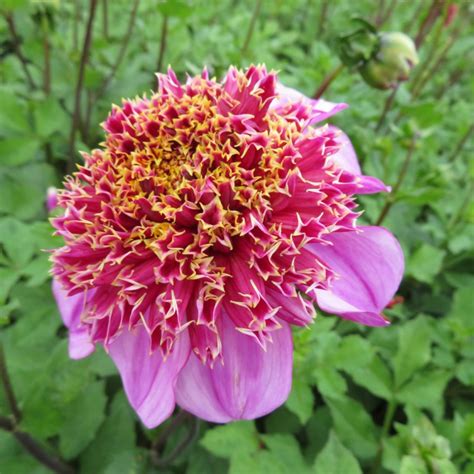 Dahlia Anemone Flowered