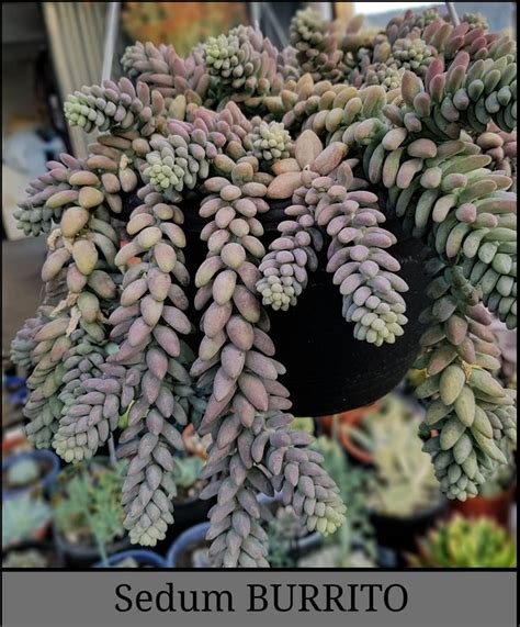Sedum Burrito