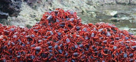 L impressionnante ruée vers la reproduction des crabes rouges de l île