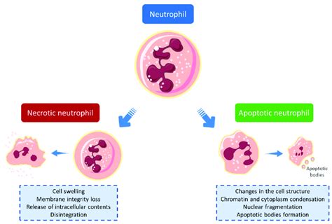 Mechanisms Involved In Cell Death Apoptotic And Necrotic Pathways