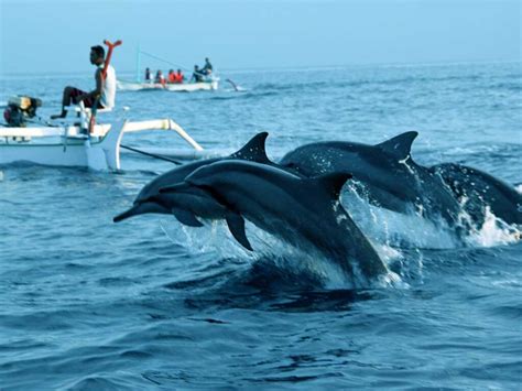 Best Bali Dolphin Tour Bali Day Tours