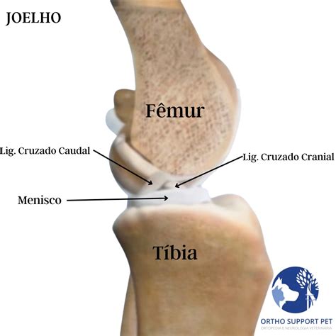 Doen A Do Ligamento Cruzado Cranial Em C Es Ortho Support Pet