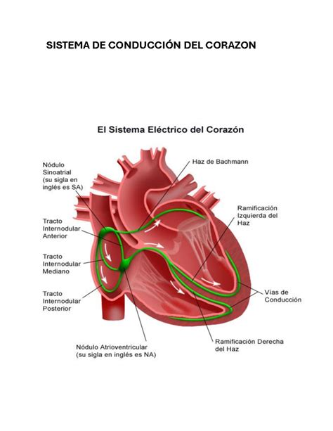 Sistema De Conduccion Del Corazon Anatomia 1 Sistema De ConducciÓn