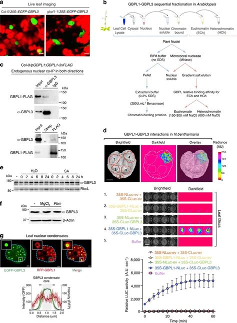 Nuclear Gbpl Gbpl Analysis In Arabidopsis And N Benthamiana A Live