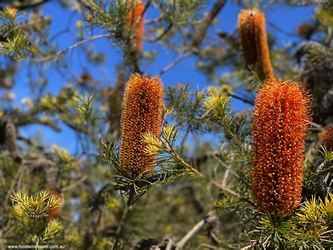 Australian National Botanic Gardens Banksia Garden Food Wine Travel