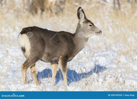 Colorado Wildlife Wild Deer On The High Plains Of Colorado Young Mule