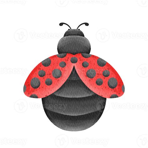 Watercolor Ladybug Clip Art Png