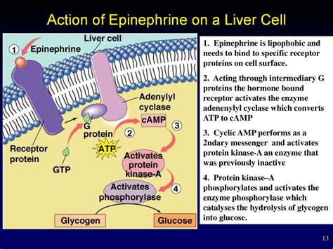 Internal Secretion Basic Concepts Pituitary Hormones And Their