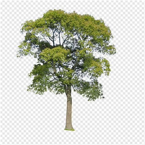 Tree Png Pngwing