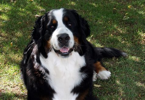 Una Von Den Drei Diamanten Bernersennen HundeBernersennen Hunde