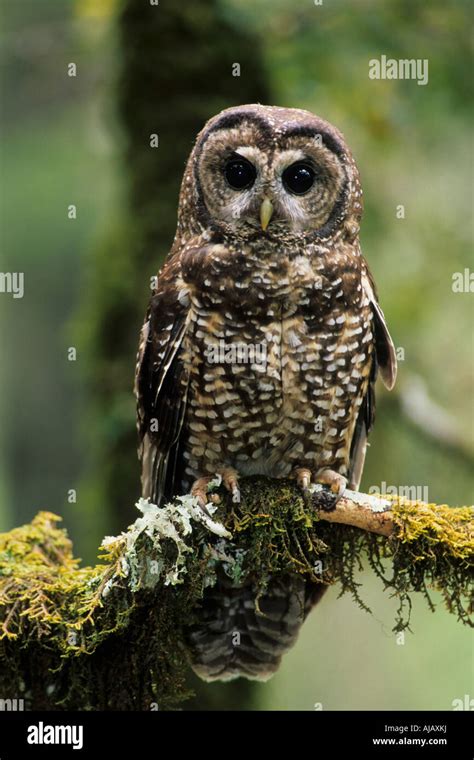 Northern Spotted Owl Strix Occidentalis Caurina Stock Photo Alamy