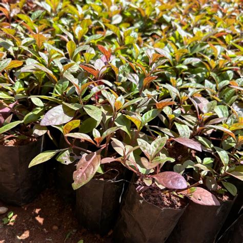 Ponnanganni Cheera Spinach Alternanthera Sessilis Medicinal Live