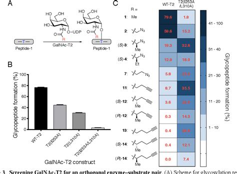 Figure 3 From Engineering Orthogonal Polypeptide Galnac Transferase And Udp Sugar Pairs