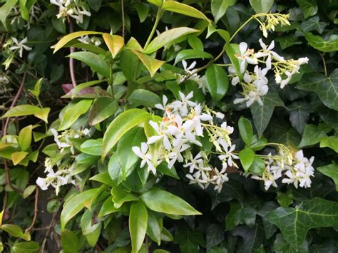 How to Propagate Star Jasmine from Cuttings