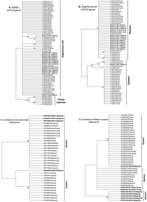 Maximum Likelihood Ml Phylogenetic Trees Depicting The Evolutionary Download Scientific