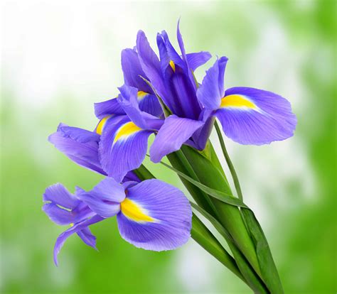 National Flower Of France Iris | Best Flower Site