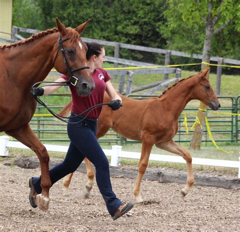 Success With Baby Zeta At The Gov Inspection Red Gate Sporthorses