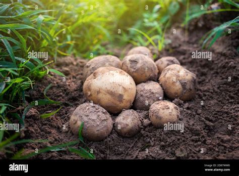 Fresh Organic Potatoes In The Field Harvesting Potatoes From Soil Stock