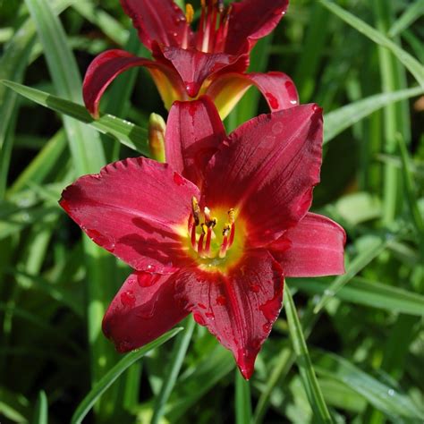 Jda Hemerocallis Pardon Me