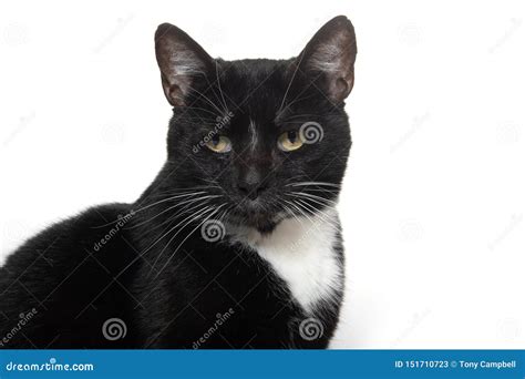 Black And White Tuxedo Cat Stock Image Image Of Background 151710723