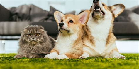 I Rischi Della Primavera Per Cani E Gatti Clinica Veterinaria Saronno