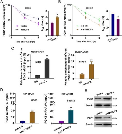 M A Reader Ythdf Enhanced Pgk Mrna Stability A B Rna Decay Analysis