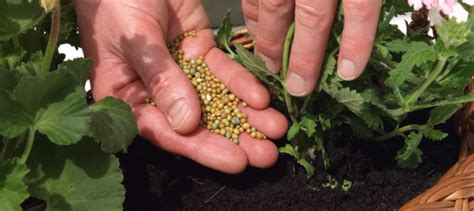 Best Methods For Applying Granular Plant Food Daves Garden