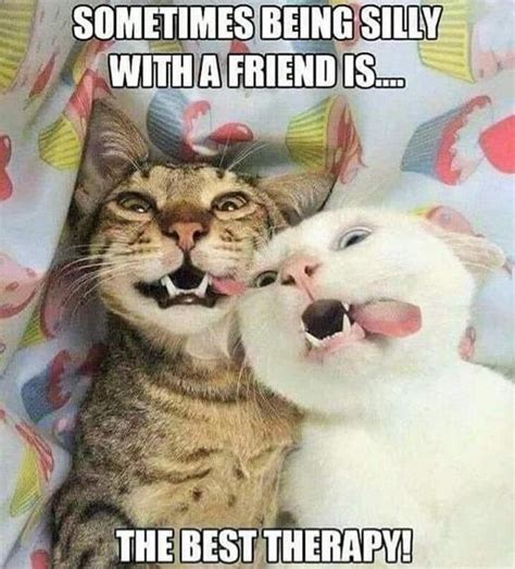 Best Friends! : r/Catmemes