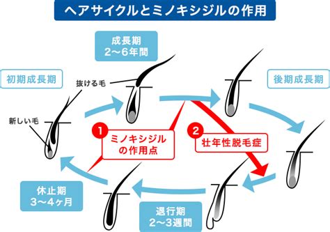 【医師監修】【ミノキシジルの効果】つむじや生え際などの部位ごとの効果を解説！前頭部や頭頂部には効かない？｜イースト駅前クリニックのaga治療