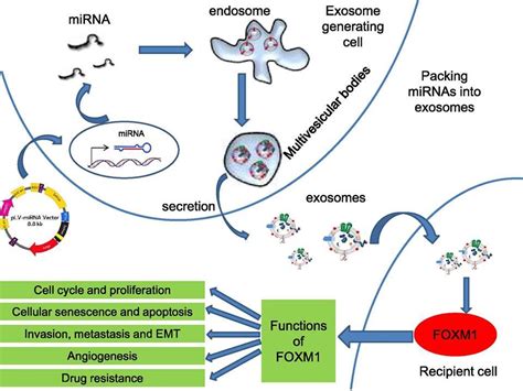 Schematic Of Microrna Transfer By Exosomes Mirnas Were Overexpressed