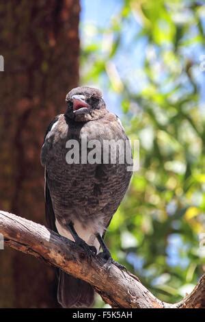 Australian Magpie - singing Cracticus tibicen Kangaroo Island South Australia, Australia ...