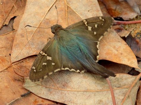 Saltarina Azul De Cola Larga Urbanus Proteus