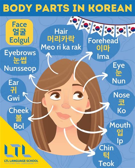 Body Parts In Korean Face Learn Korean Korean Language Learning