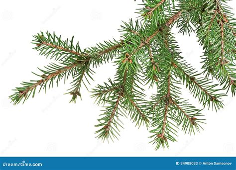 Christmas Tree Branch Stock Photos Image 34908033