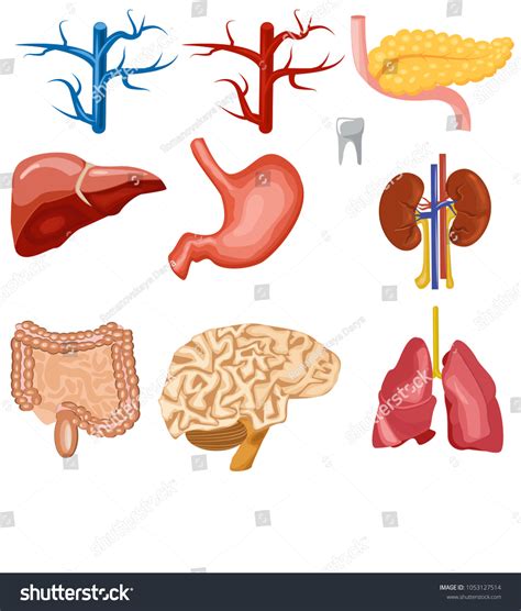 Vektor Stok Set Human Internal Organs Including Veins Tanpa Royalti